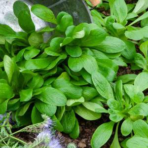 Mâche à Grosse Graine